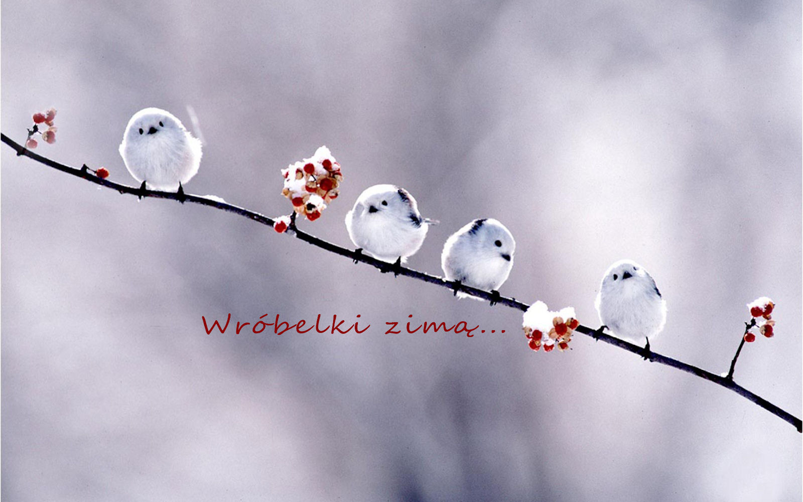Szcz�liwego Nowego Roku